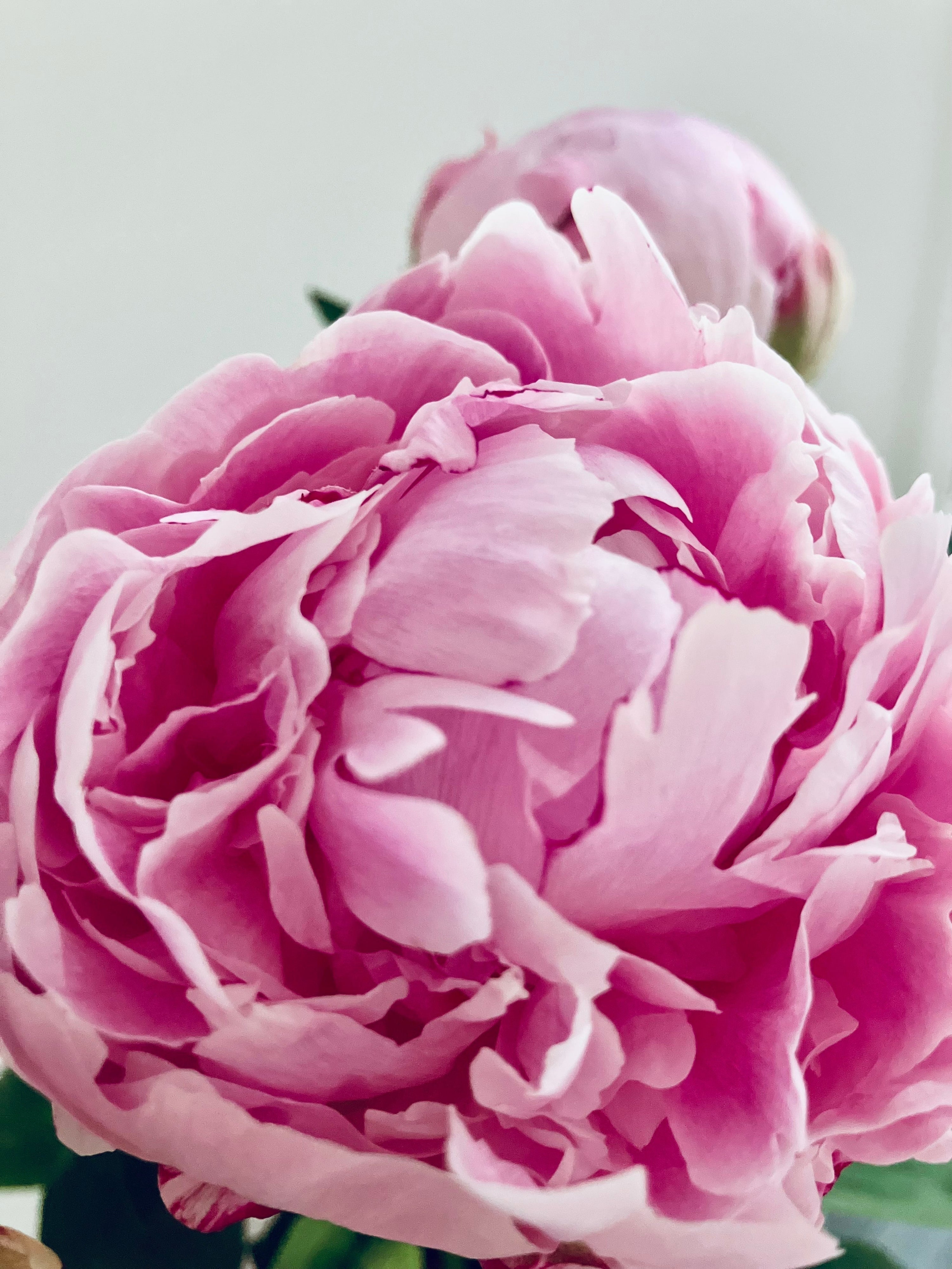 Your nose isn't following trends - it's remembering ancient wisdom